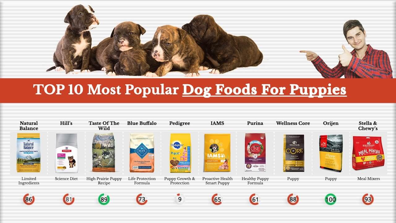 The Most Popular Dog Foods Todate